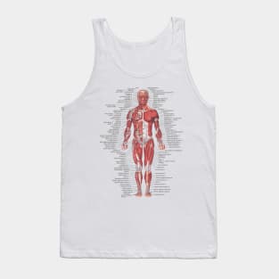 Muscular System of the Human Body Tank Top